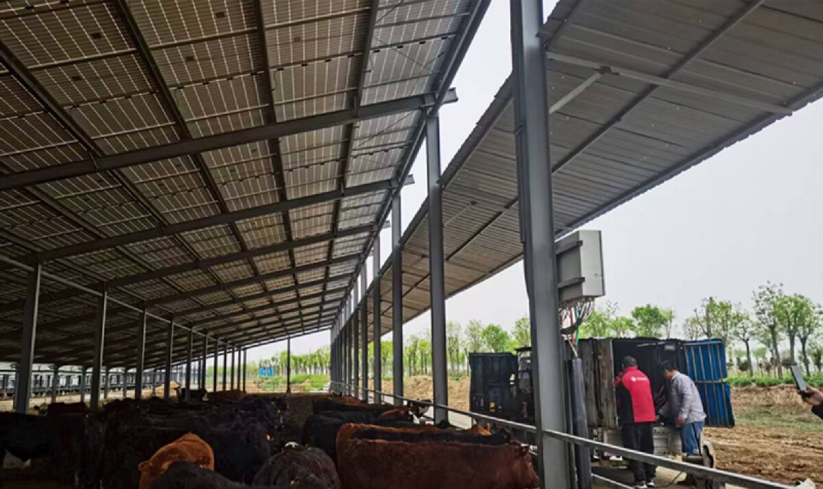 信橋鋼構：打卡蒙陰農(nóng)業(yè)溫室大棚、青州黑牛養(yǎng)殖基地！(圖4)