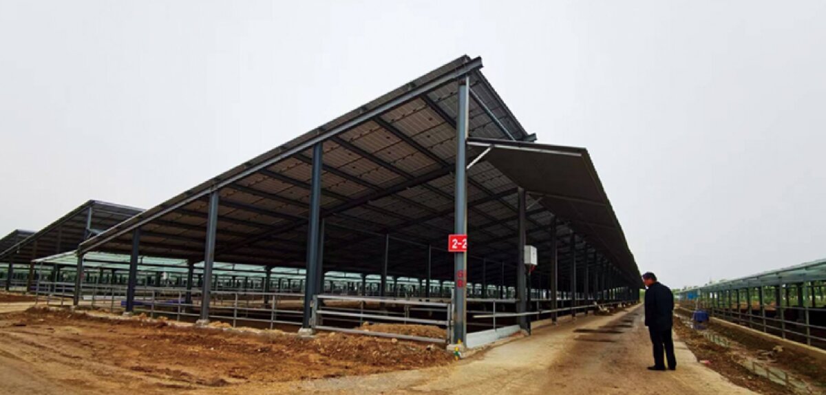 信橋鋼構：打卡蒙陰農(nóng)業(yè)溫室大棚、青州黑牛養(yǎng)殖基地！(圖5)